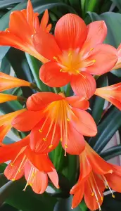 Annelies 03 Zuster Clivia